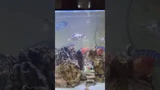🐠 Tips to Keep African Cichlid Fish 💧#AfricanCichlid #FishTankTips  #CichlidLovers  #AquariumHobby