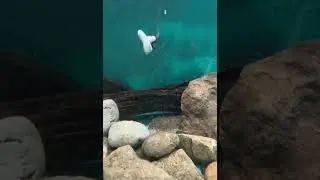 Perch Talker