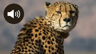 Guépard : Le Félin le Plus Rapide du Monde 🐆 | Cheetah meow, cheetah sounds 🐆🎧