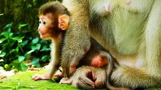 A LITTLE BABY RAINBOW MONKEY GIVEN MILK SO FULLY BY ROSE MONKEY! VERY CUTE BABY RAINBOW!