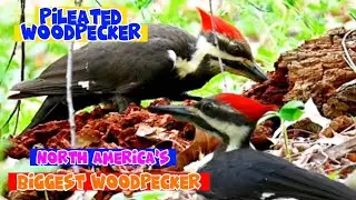 MEET THE BIGGEST WOODPECKER IN NORTH AMERICA||PILEATED WOODPECKER