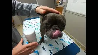 Fr. Bulldog Skinfold Dermatitis preventive care w/ XL BULLY ANTSEPTIC WIPES by Kraemer Vet4Bulldog