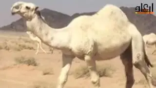 شيله في الفحل عليان - لمالكه الشيخ غانم مشعان الحبردي