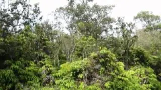 $7,000 in VOLCANO 96785.  Call  Howard Meguro, RS: (808) 896-2549