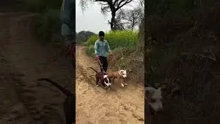 #pitbull #germanshepheard #doberman #aggressive #dogbreed #dogfight #familydog #trending #viral