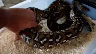 big angolan python female
