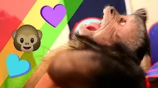 Capuchin Monkey Playroom FUN! (CUTENESS OVERLOAD)
