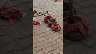 snake movement on been#snake #shorts #incredibleindia