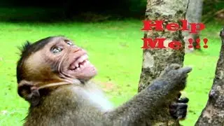 cruel Blacky seriously angry adorable David why, Baby screaming super loudly cos scary 1191