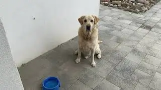 Labrador tresura grzeczny pies