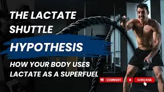 The Lactate Shuttle Hypothesis  How Your Body Uses Lactate as a Superfuel