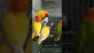Lovebird | Dilawan #birds #africanlovebird #hobby #pets #opaline  #youtubeshorts #shorts #ytshort
