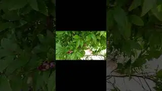 Portwine magnolias