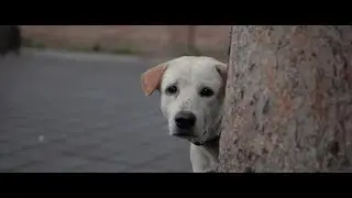 I Love Bali Dogs - Dogs Life