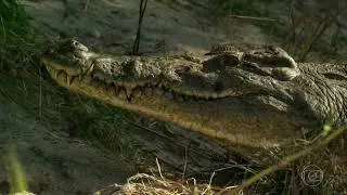Bichos Espi&otilde;es (Filhotes de Crocodilo se protegendo do Lagarto-Monitor)