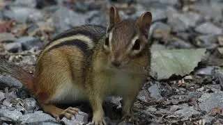 Eastern Chipmunk