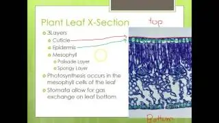 Photosynthetic Equation and Leaf Tissue Anatomy