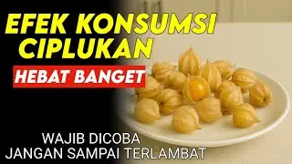 SEBANYAK INI ! TERNYATA 51 Manfaat Ciplukan Bagi Lansia Efeknya Luar Biasa