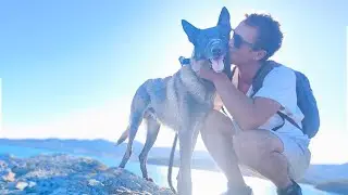 SAUVETAGE MALINOIS MALTRAITÉ ET AGRESSIF