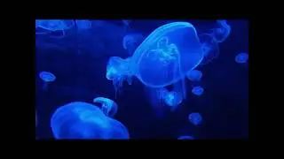 Beautiful relaxing music,  deep water sound, dog stress free music, positive energy for dogs,