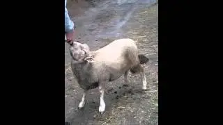 Phillip the lamb having breakfast @farmanimalrescue 2016-05-01