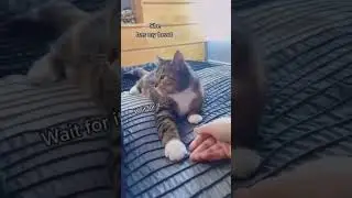 Hold my paw🐾  please　🦁　#cat #ネコ #shorts #funny #catandbaby #catlover