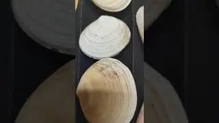 Family Tellinidae - Carlos Carvalho Shells Collection