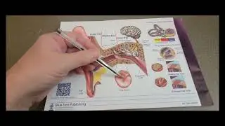 Ear Tablet with pictures of the cochlea, eardrum, hair cells with has 50 tear off sheets and QR code
