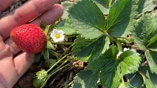 Strawberries 🍓 in my Terrace Garden | Gardening Tips  #trendingblog