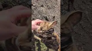 Caressing boy | Catspinness