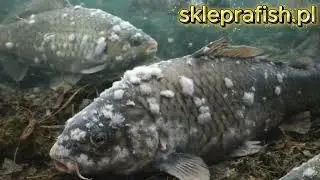 Czarna kreda magnezowa ratuje ryby