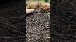 Quand on r&eacute;alise un semis de f&egrave;ves, c&rsquo;est soit que la saison d&eacute;bute soit qu&rsquo;elle se termine&hellip; 🧑🏻&zwj;🌾