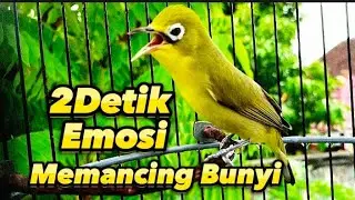 CIAK CIAK KECIAL KUNING JANTAN MEMANCING BUNYI AGAR GACOR 2 DETIK EMOSI || KECIAL BONGOH