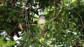 Great Crested Flycatcher Myiarchus crinitus