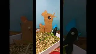 DIY hen crafts idea|hen crafting|paper hen for kids|hen and chick craft|cardboard hen crafting