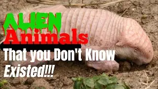 10 Alien Animals That You Don't Know Existed!!!#fascinatinganimals