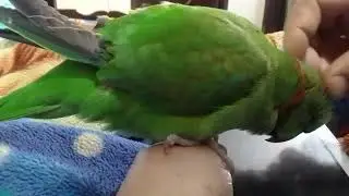 #parrot#greencolor#birds#parrotgreen#kawaiibird#cutebird#funny#sweetbird#cuteparrot#status#shorts#yt
