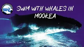 SWIM WITH WHALES IN MOOREA - Best of 2018 whale season