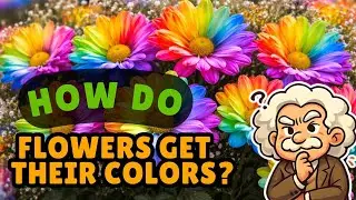 How Do Flowers Get Their Colors?