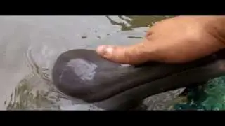 Endangered dolphin in the Amazon
