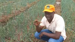 simple tips on how to grow onions and get high yield.