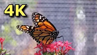Butterfly House - The Goodness Garden - Epcot - Walt Disney World - 2018 - 4K
