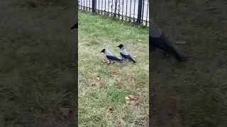 Разборки за полчаса до заката #вороны / Clan wars before sunset #crow