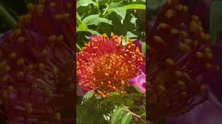 So Amazing Leucospermum #flowers #garden #gardening #spring #plants