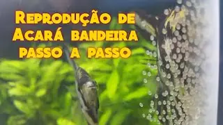 Reprodução de acará bandeira (parte 1)