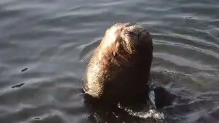 Patagonian Sea Lion in Valdivia, Chile