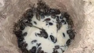 Amazing Crab Trap How to catching Crab Trap in deep hole Simple Crab Trap