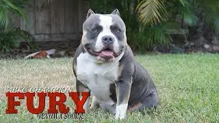 Texas Size Bullies | Young Guns (Official Video)