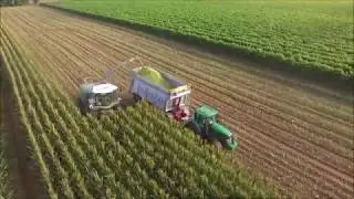 | INSILATO DI MAIS 2018 | MAIS SILAGE 2018 | NARDOTTO |