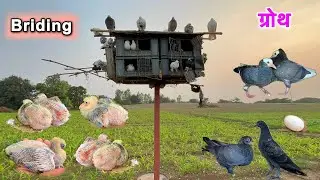 pure setup की bridin progress ￼ 😍 || Kabutar ke bachche ki growth 